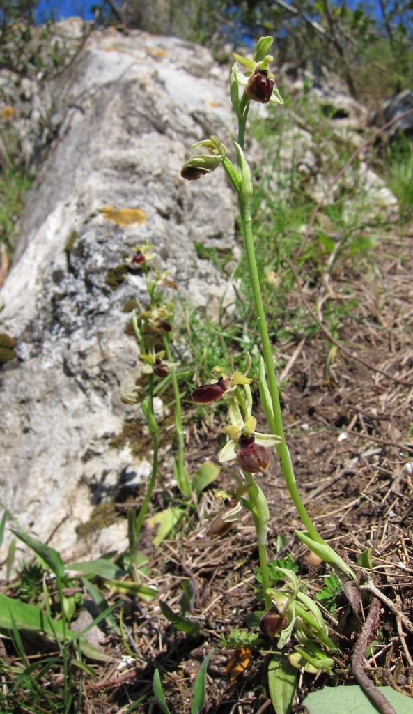 Ophrys sphegodes?